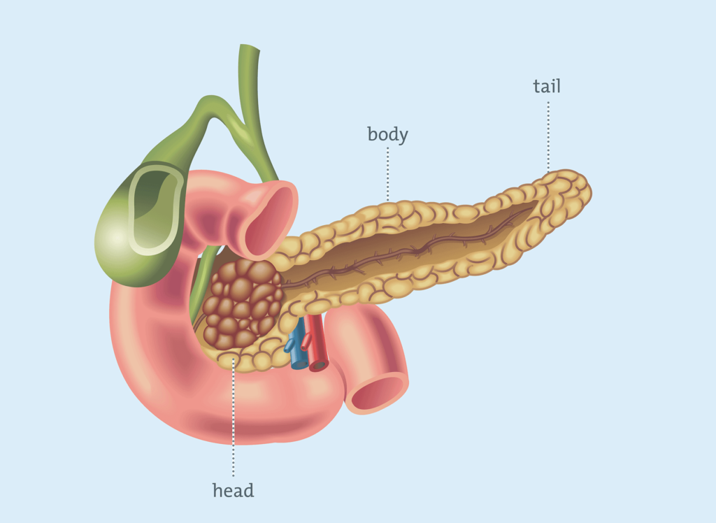 Does Metformin Strain The Pancreas? Here'S What Science Says Diagnosing Diabetes Best Mineral for Pancreas Activation and Insulin resistance